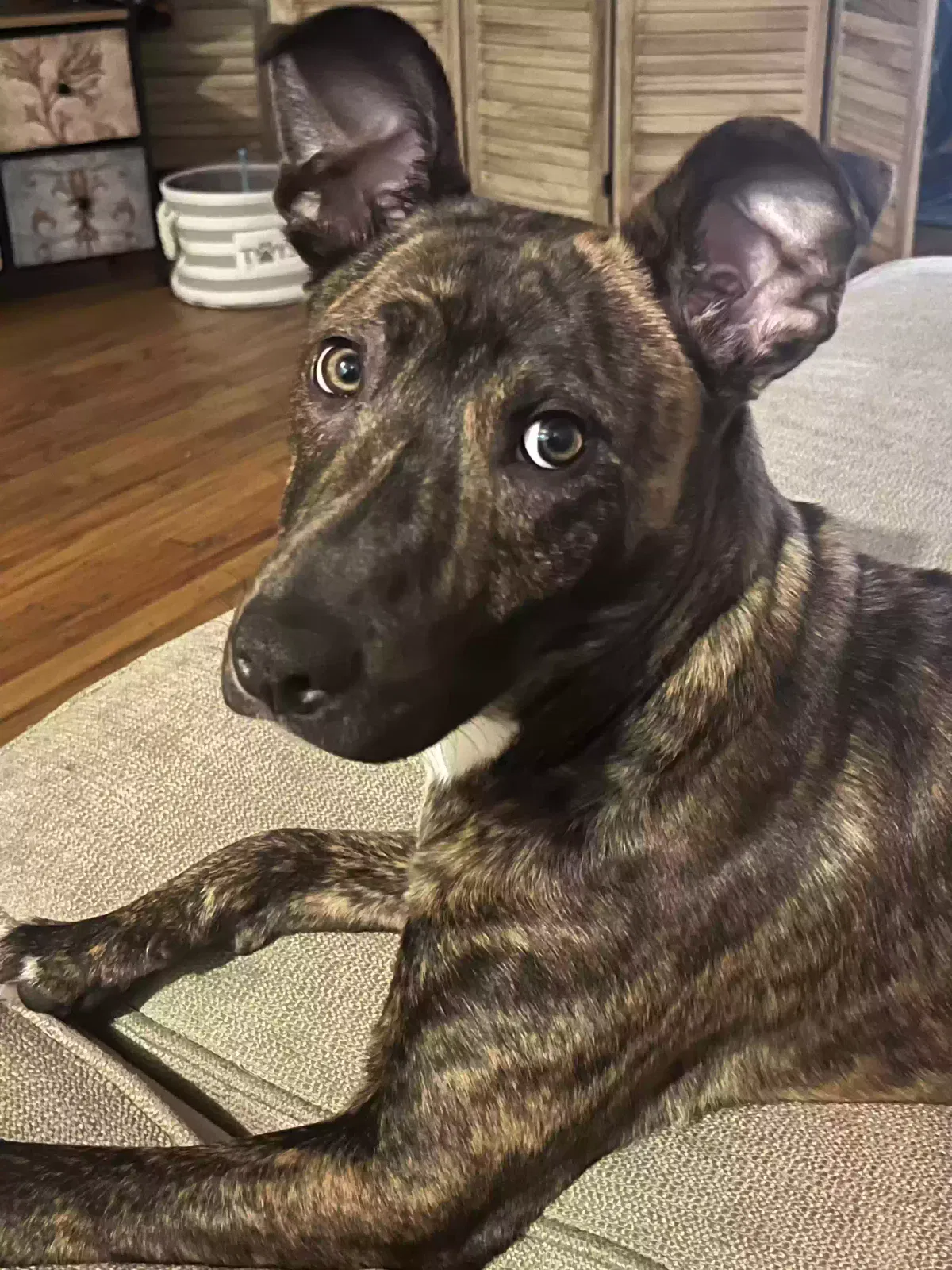 Dog, Unknown Dog for adoption in Flushing, NY, 11355