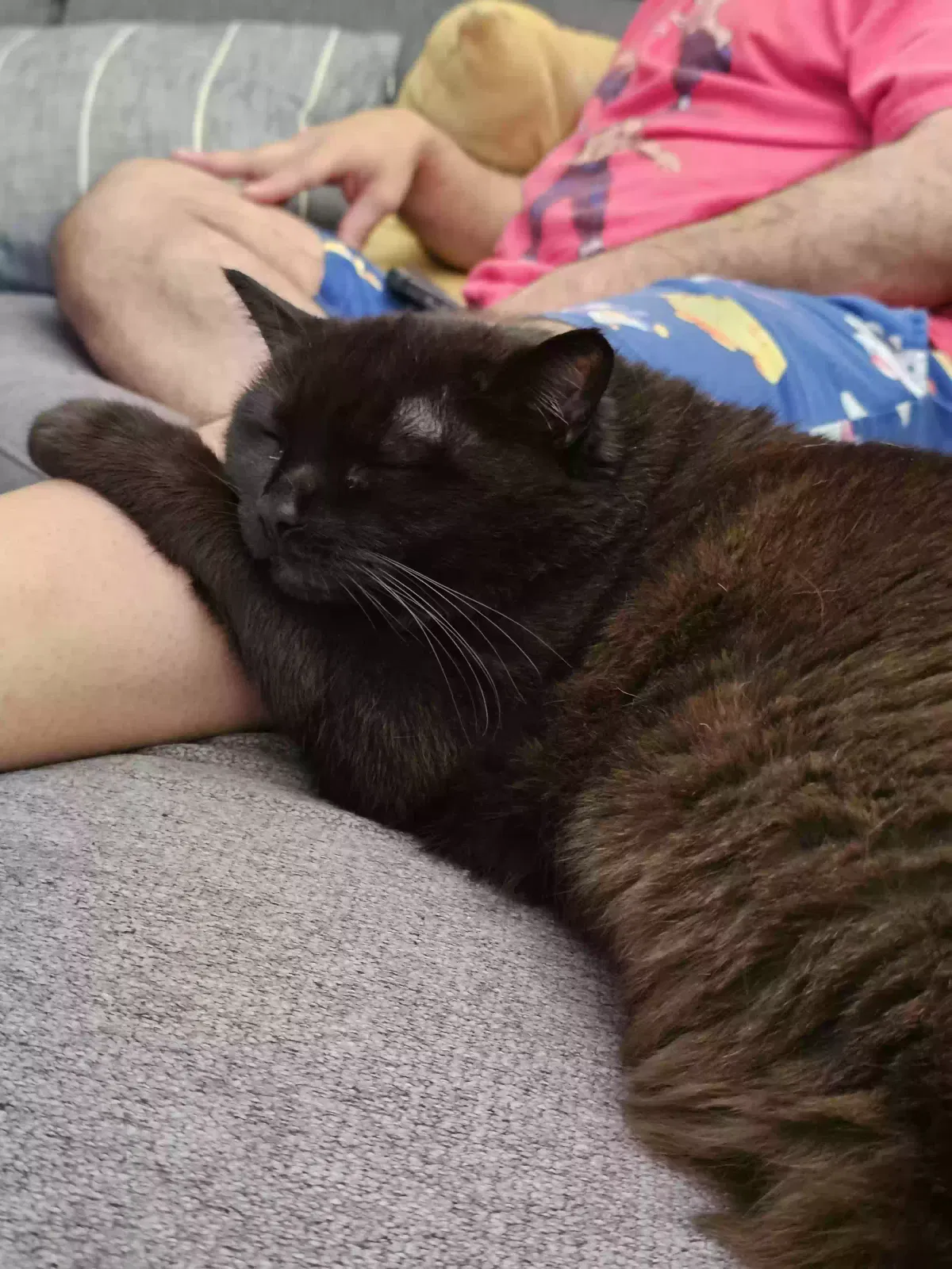Lima, Unknown Cat for adoption in Folsom, CA, 95630