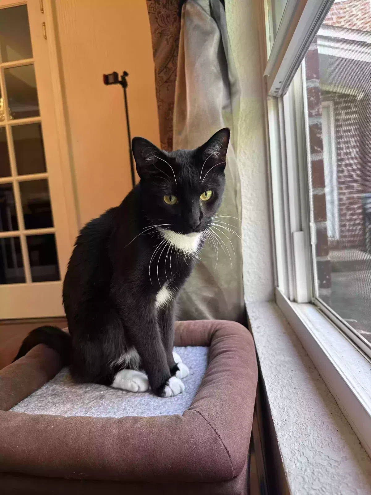 Sir, Tabby Cat for adoption in Forsyth, GA, 31029