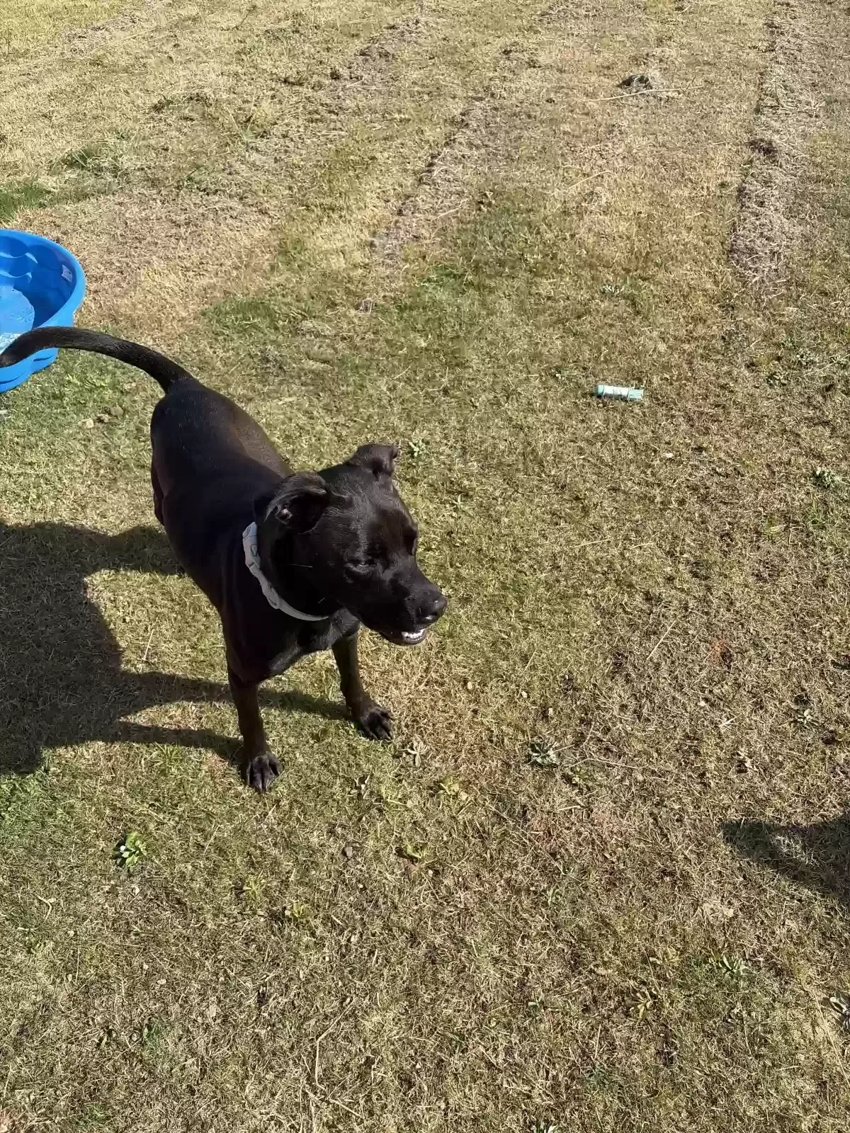 Dog, Labrador Retriever Dog for adoption in Odenville, AL, 35120