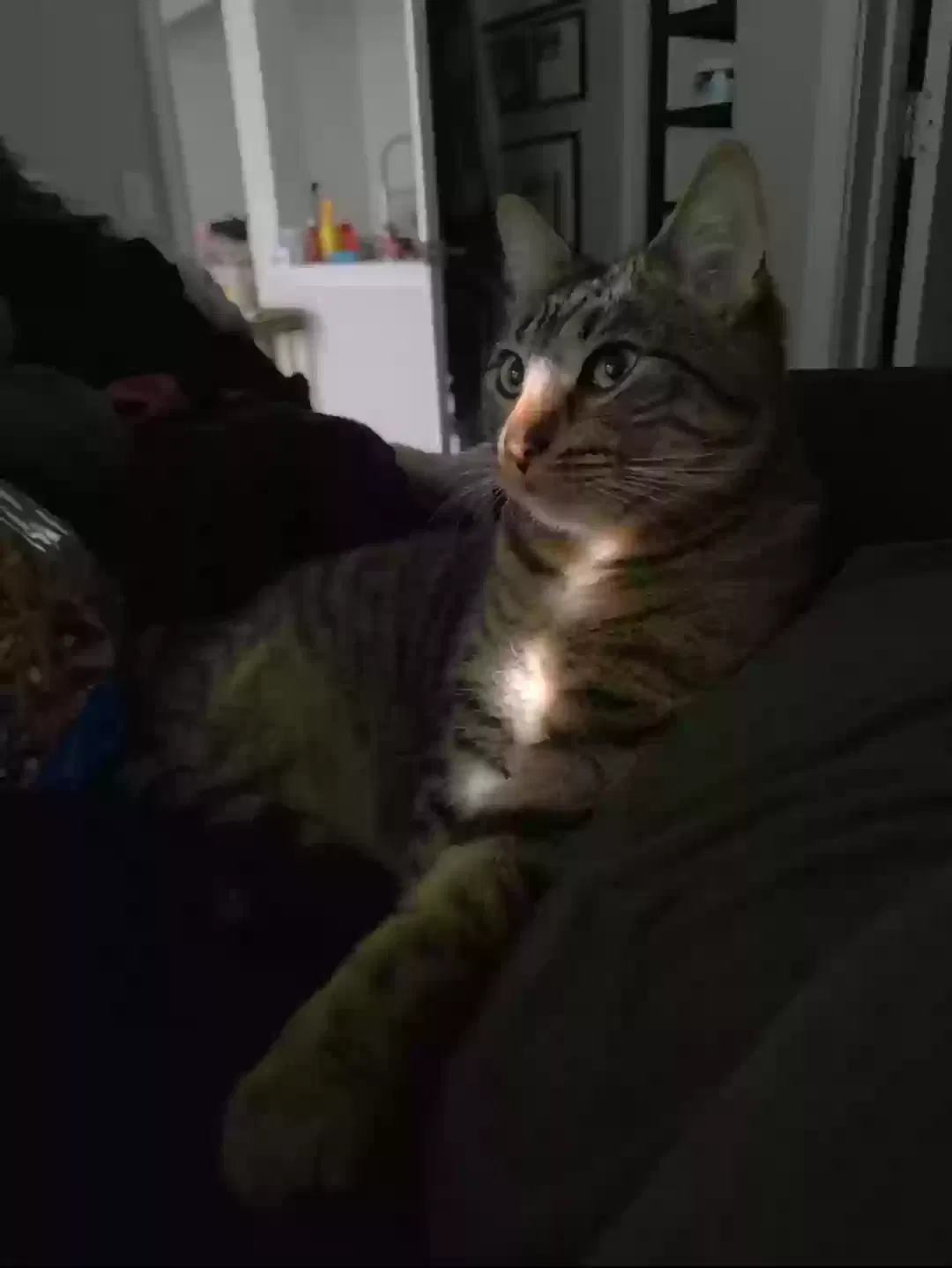 Yin, manx Cat for adoption in Mckinney, TX, 75071