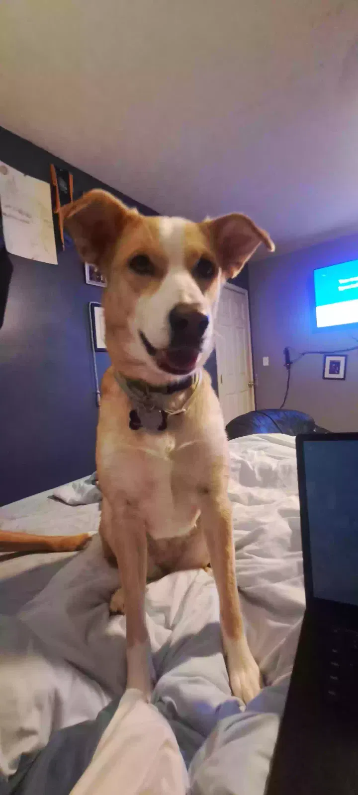 Dog, Husky/ shepherd/lab mix Dog for adoption in West Baden Springs, IN, 47469