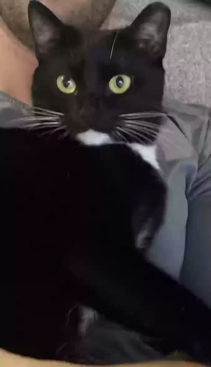 Baby girl, American short hair Cat for adoption in Farmingville, NY, 11738