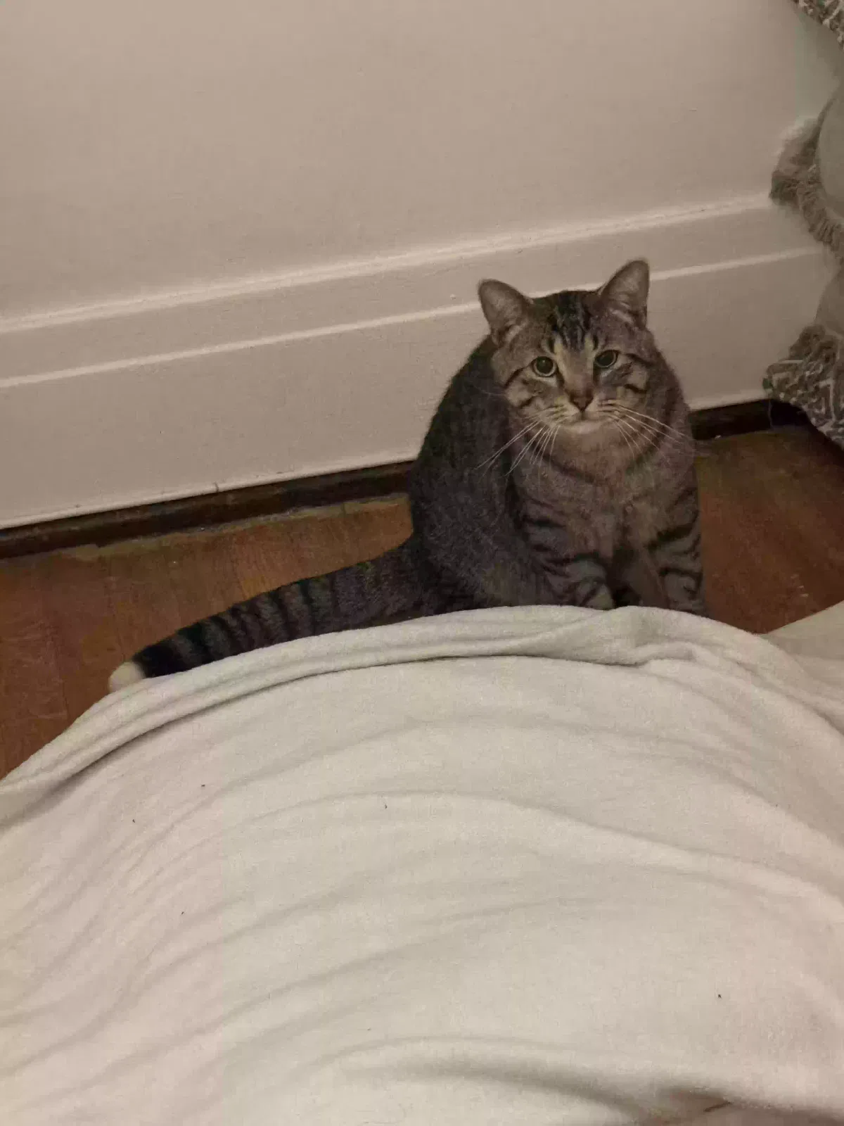 Bing, Tabi Cat for adoption in Buffalo, NY, 14216