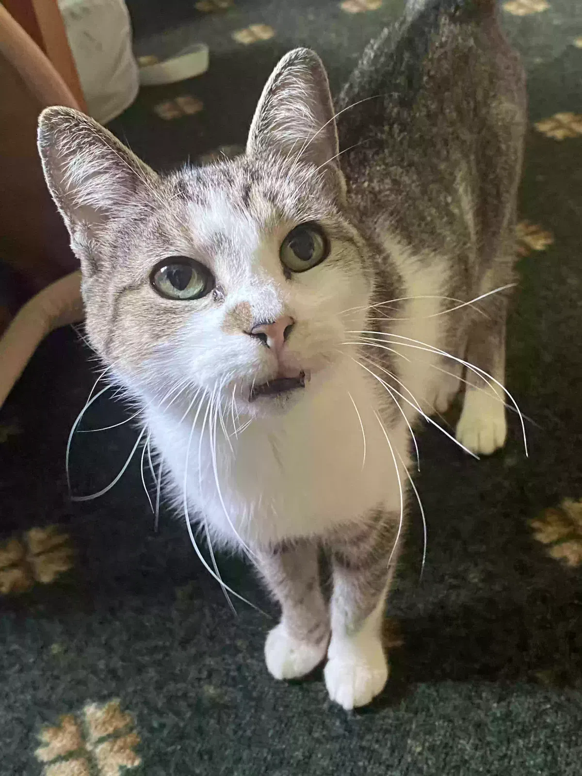 Cat, Tabby Cat for adoption in Prospect, CT, 6712