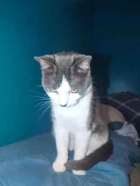 smokey, short hair Cat for adoption in Huntington, WV, 25705