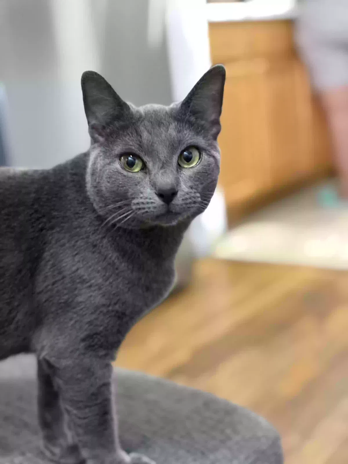Tom, Unknown Cat for adoption in Queens Village, NY, 11429