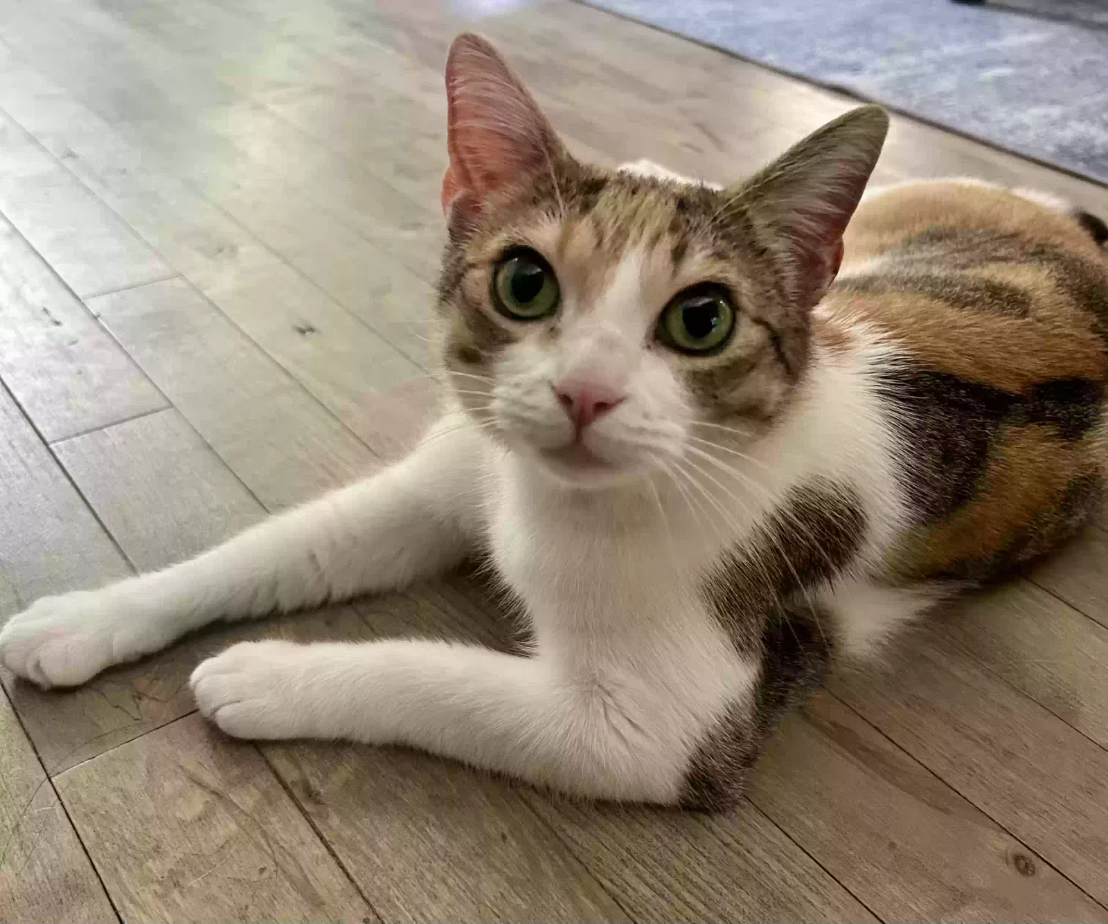 Pecan Pie, Domestic shorthair Cat for adoption in Smyrna, GA, 30082
