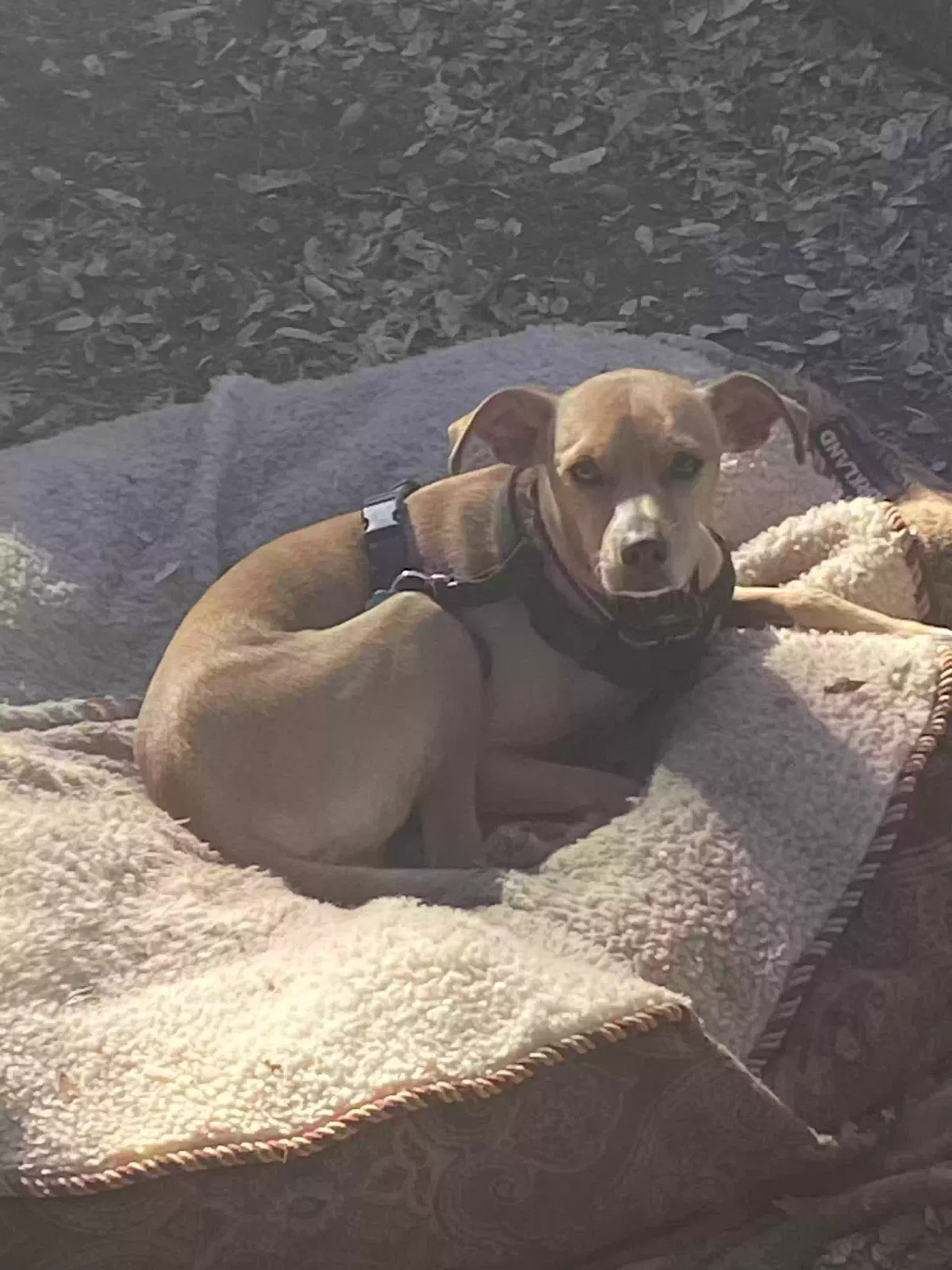 Max, Jack Russel mix Dog for adoption in Stonyford, CA, 95979