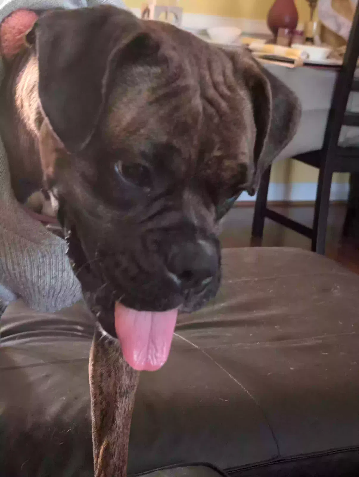 Yuppa, Boxer Dog for adoption in Winston Salem, NC, 27105