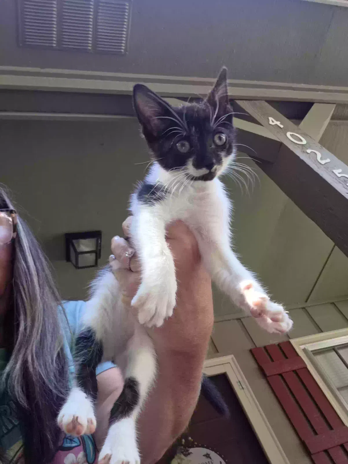 Cat, Unknown Cat for adoption in Lula, GA, 30554