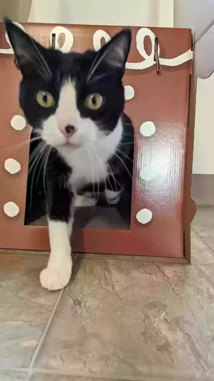 Dude, Unknown Cat for adoption in Salem, OR, 97306