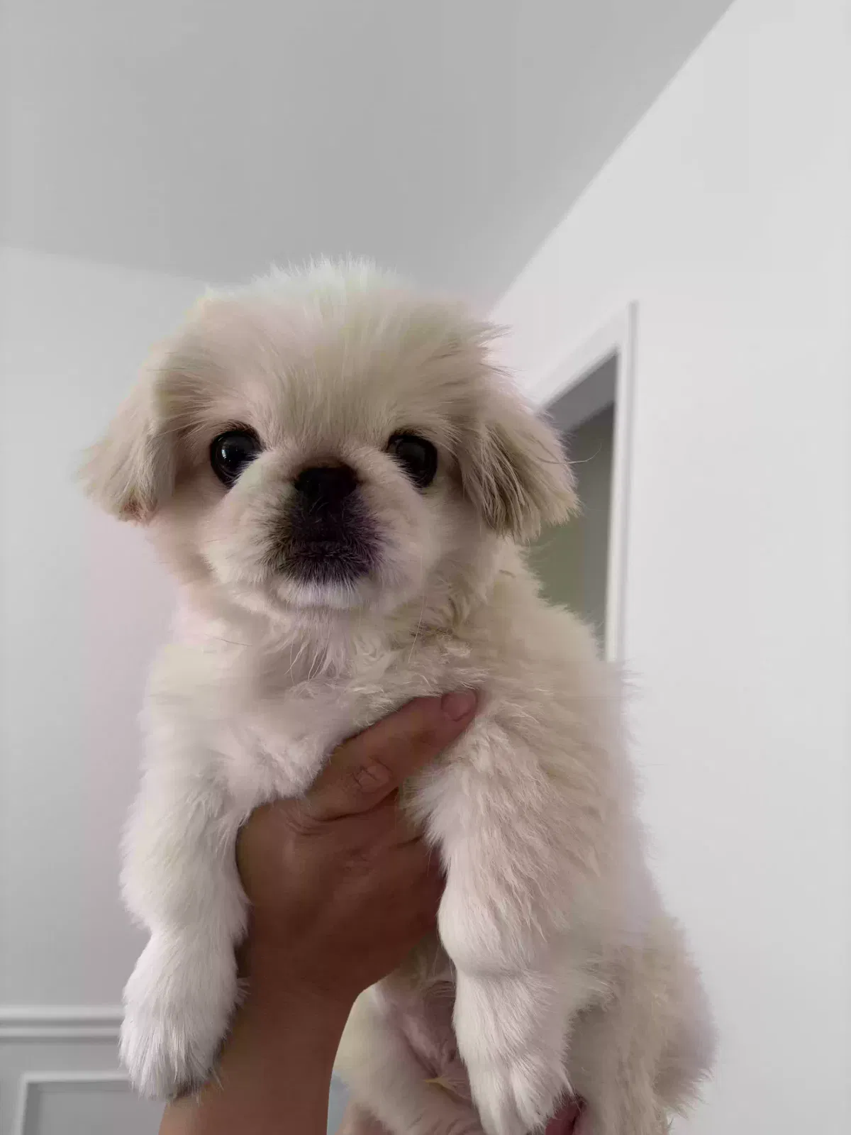 Dog, Pekingnese Dog for adoption in Suwanee, GA, 30024