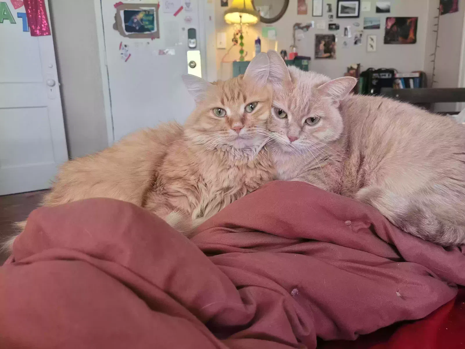 Buffy and Winnie, Unknown Cat for adoption in Kansas City, MO, 64111