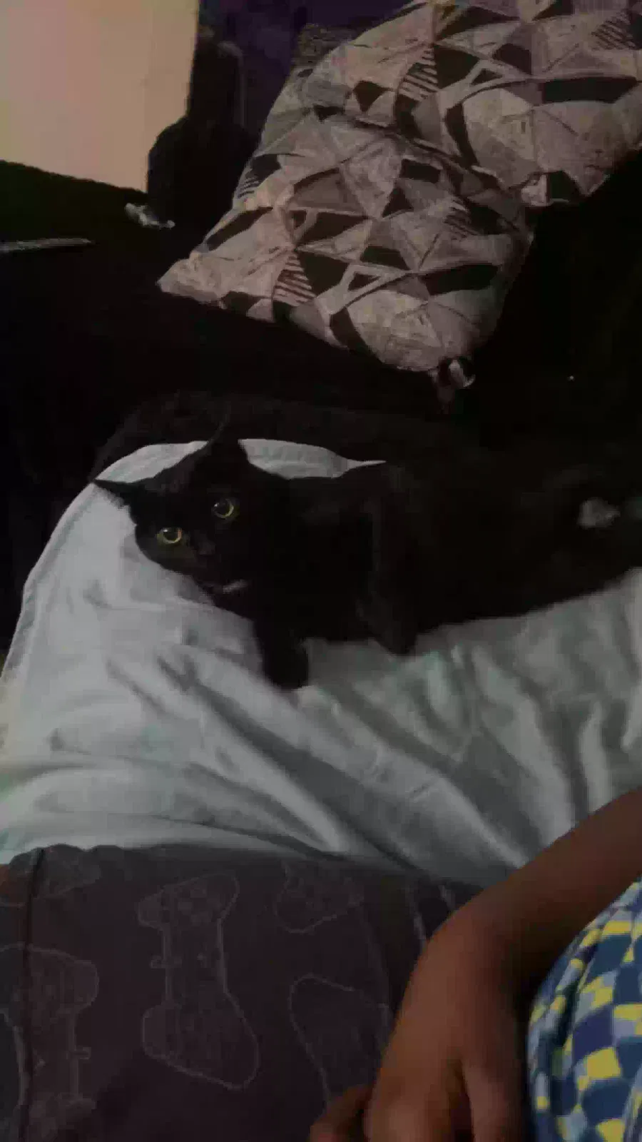Pepper, Unknown Cat for adoption in South Haven, MI, 49090