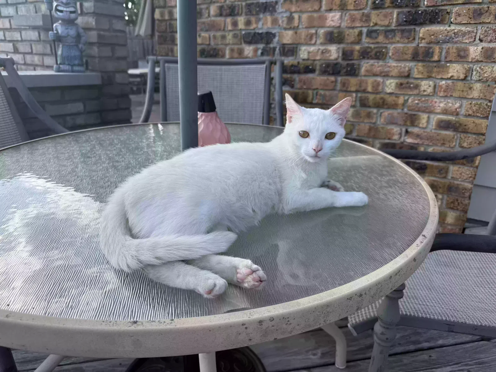 Cat, Skip Cat for adoption in Grand Blanc, MI, 48439