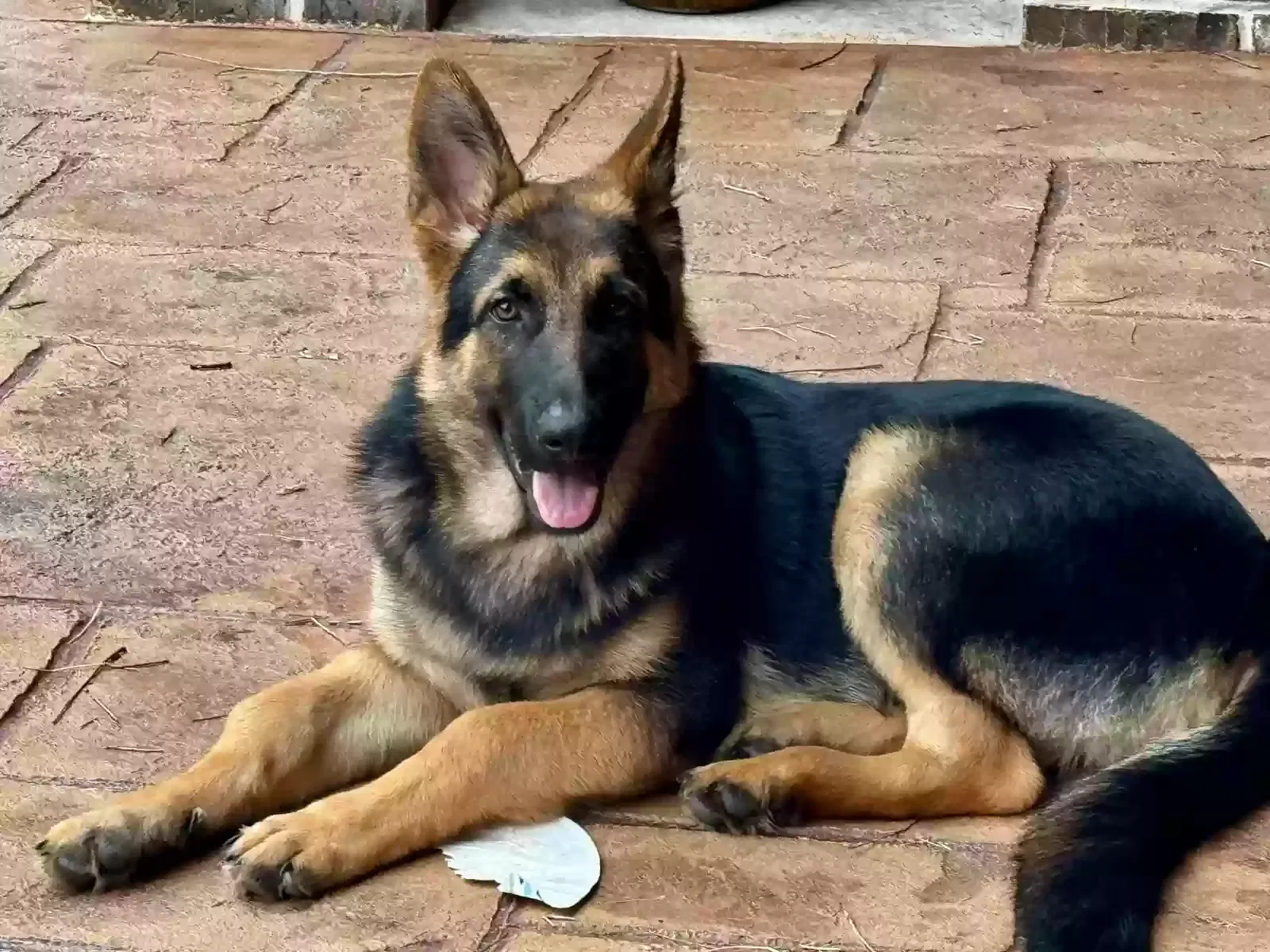 Polo, German Shepherd Dog for adoption in Sugar Land, TX, 77479