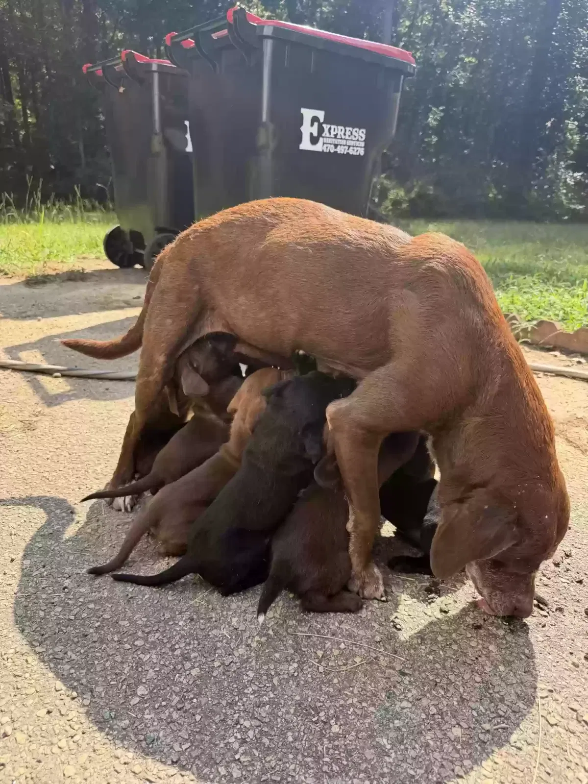 NA, Lab, Mutt Mix Dog for adoption in Meansville, GA, 30256