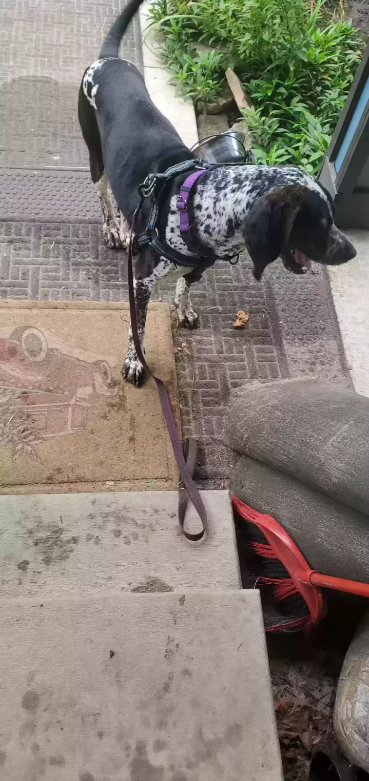 Dog, Bluetick coonhound mix Dog for adoption in Capon Bridge, WV, 26711