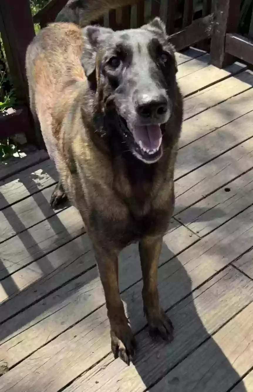 Dog, Unknown Dog for adoption in Chicago, IL, 60636