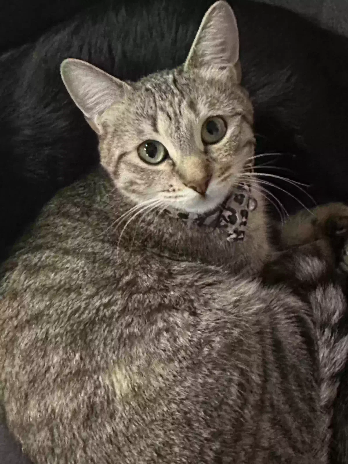 Cat, Unknown Cat for adoption in Dickinson, ND, 58601