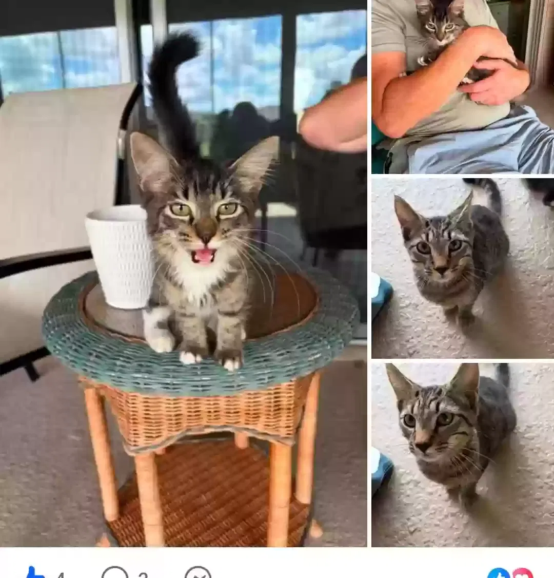 Cat, Unknown Cat for adoption in Land O Lakes, FL, 34638