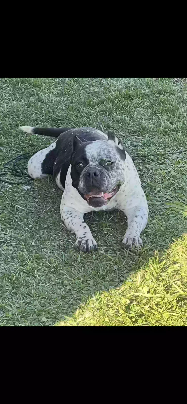 Remy, Unknown Dog for adoption in San Bernardino, CA, 92411