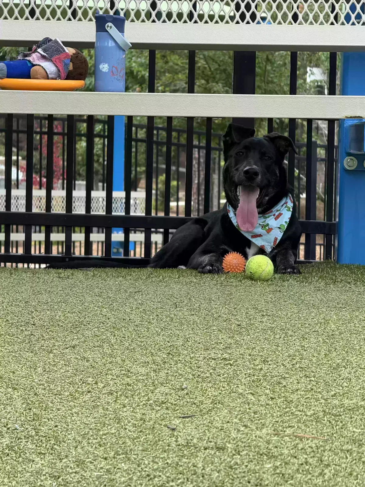 Titan, Labrador Mix Dog for adoption in Norcross, GA, 30092