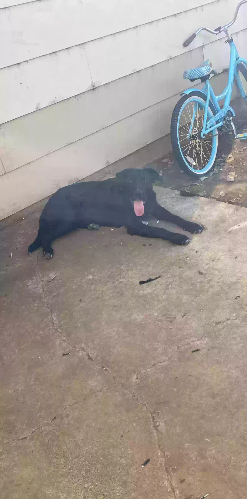 Shadow, Mixed golden retriever Dog for adoption in Amarillo, TX, 79104
