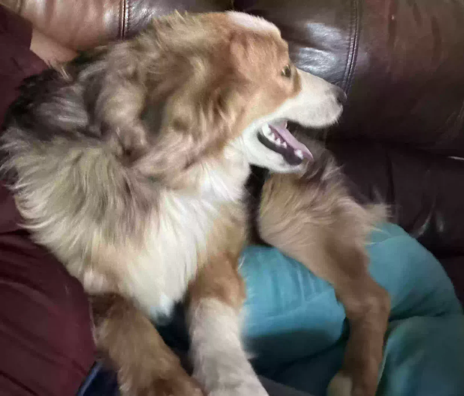 Xena, Mini Aussie Dog for adoption in Dewey, AZ, 86327