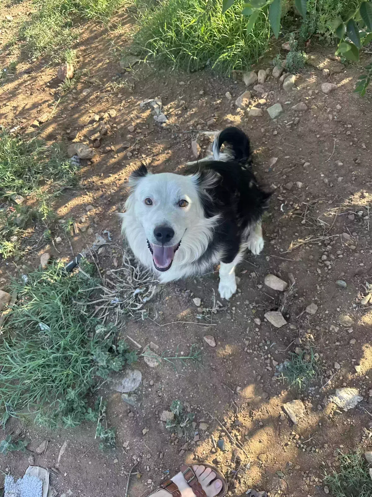 Dog, Mini Aussie Dog for adoption in Dewey, AZ, 86327