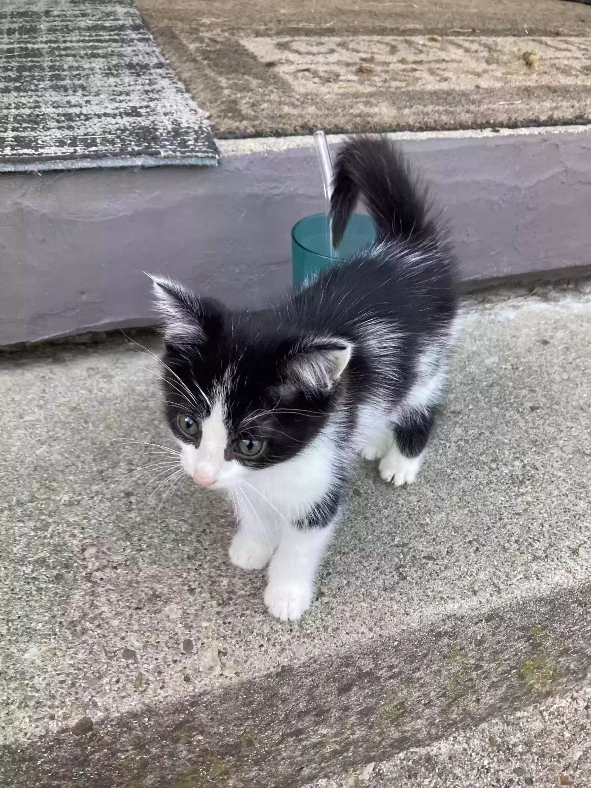 Sad Stray kitten, Unknown Cat for adoption in Springfield, OH, 45503