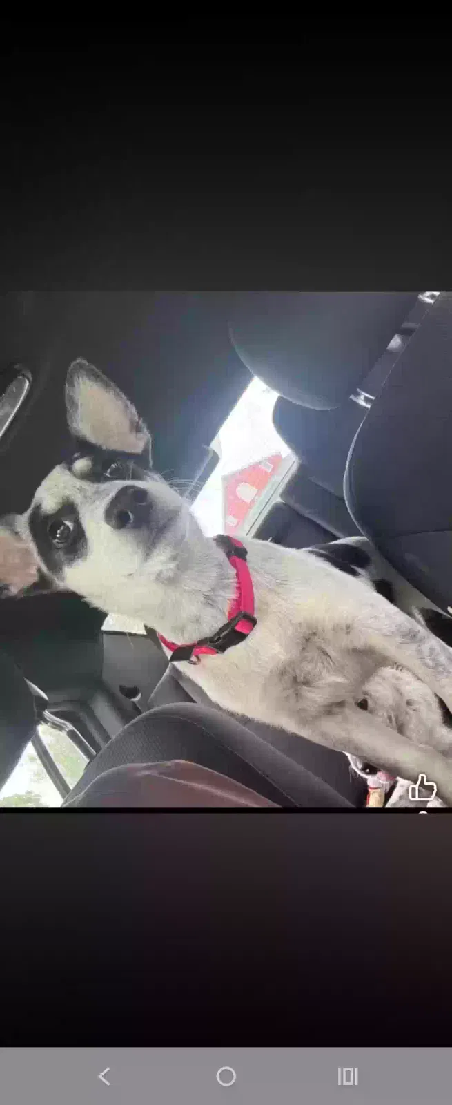 Rue, heeler/husky mix Dog for adoption in Plain City, OH, 43064