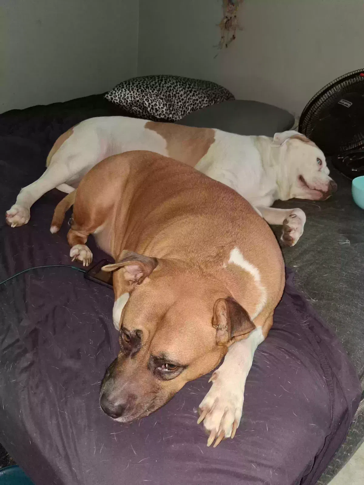 Nova and Zeus, Unknown Dog for adoption in Detroit, MI, 48219