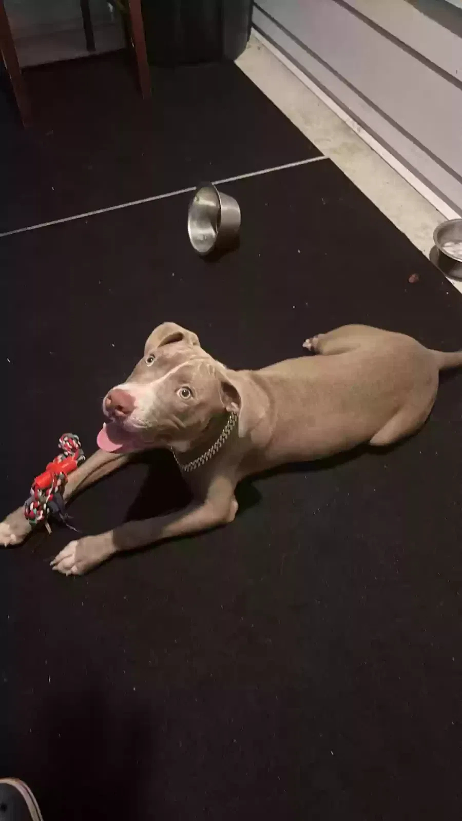 Dog, Unknown Dog for adoption in Jackson, TN, 38305