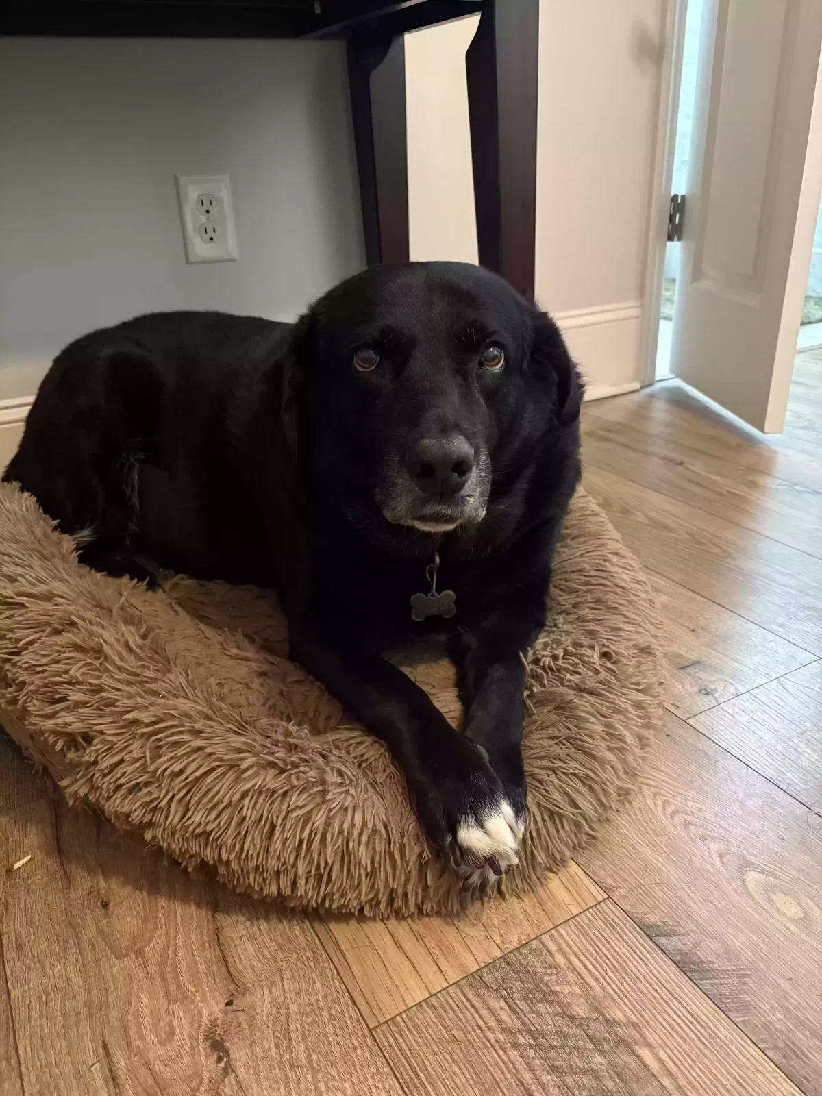 MEG, BLACK LAB/PYRENEES MIX Dog for adoption in Easley, SC, 29642