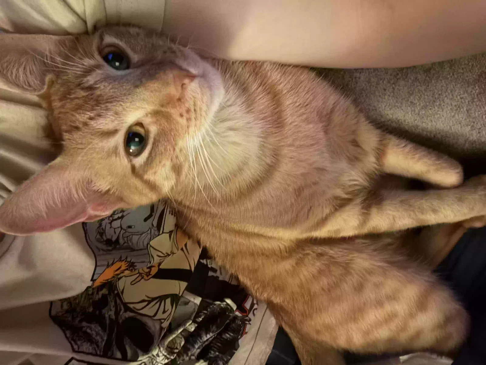 Charlie, Unknown Cat for adoption in Arp, TX, 75750