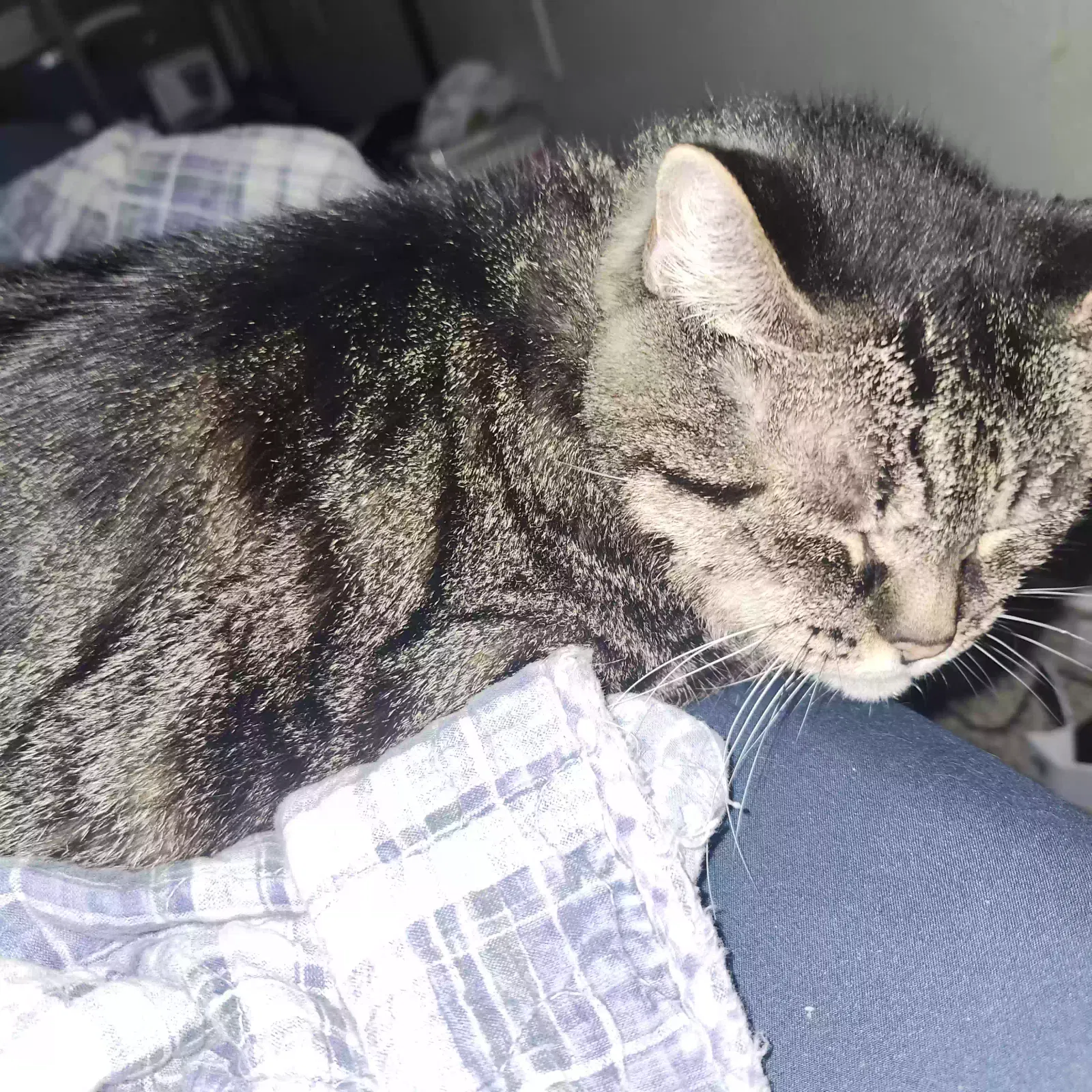 Cat, Unknown Cat for adoption in Bryan, TX, 77807