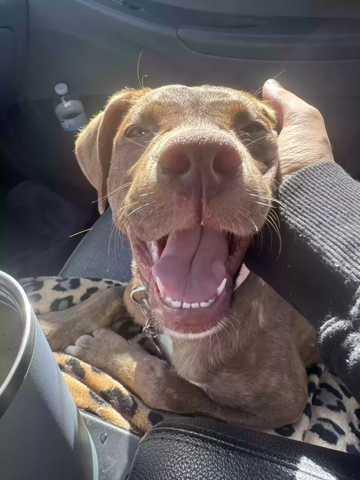 honey, pit mix Dog for adoption in Four Oaks, NC, 27524