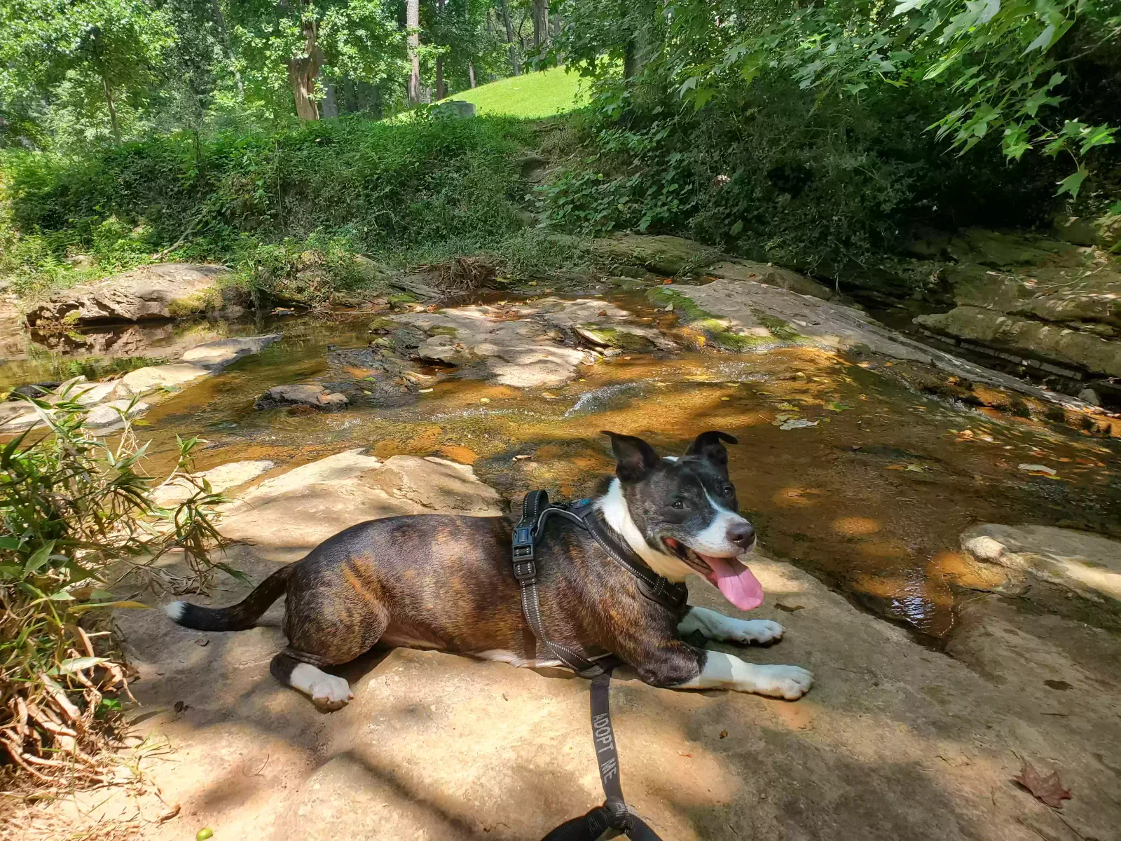 Draco, Mixed Dog for adoption in Atlanta, GA, 30310