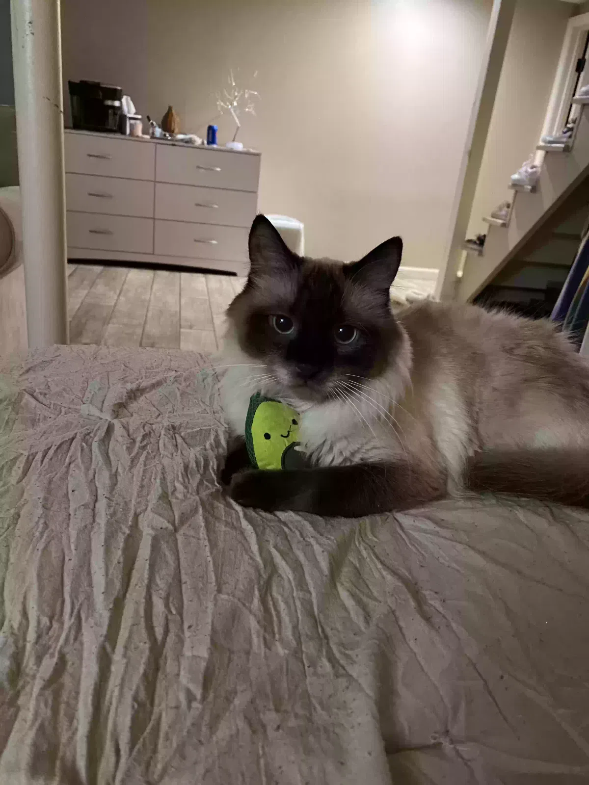 Stella, burmese mix Cat for adoption in Wilbraham, MA, 01095