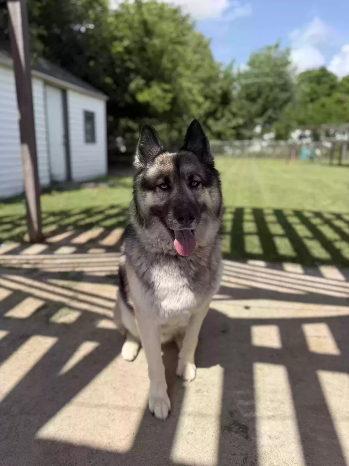 Ace, German Shepherd Husky Dog for adoption in Lawton, OK, 73507