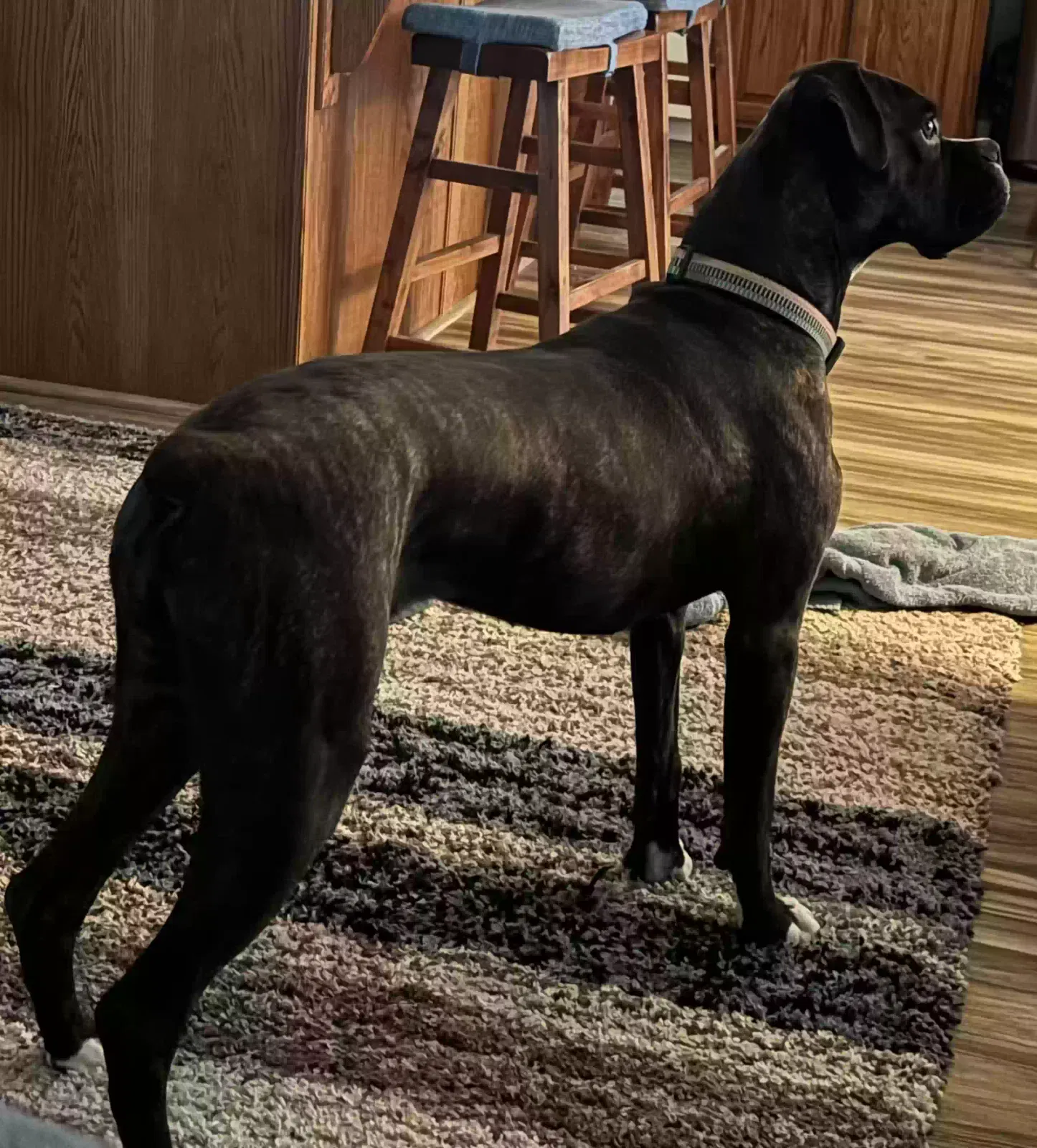 Stella, Boxer Dog for adoption in Bakersfield, CA, 93308