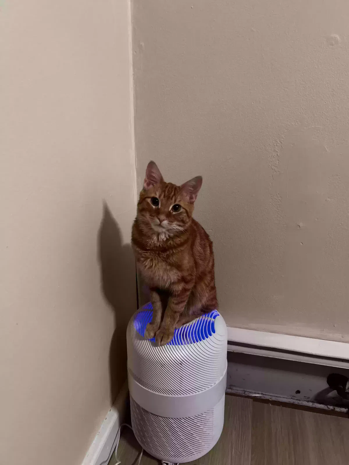 Timmy, American tabby Cat for adoption in Saint Albans, NY, 11412
