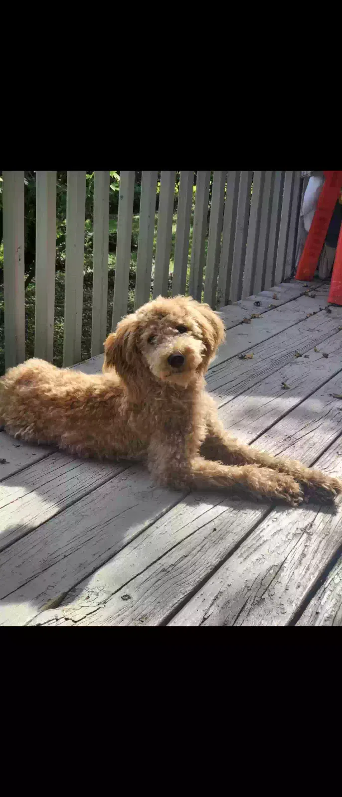 Styx, Mini Goldendoodle Dog for adoption in Richmond, KY, 40475