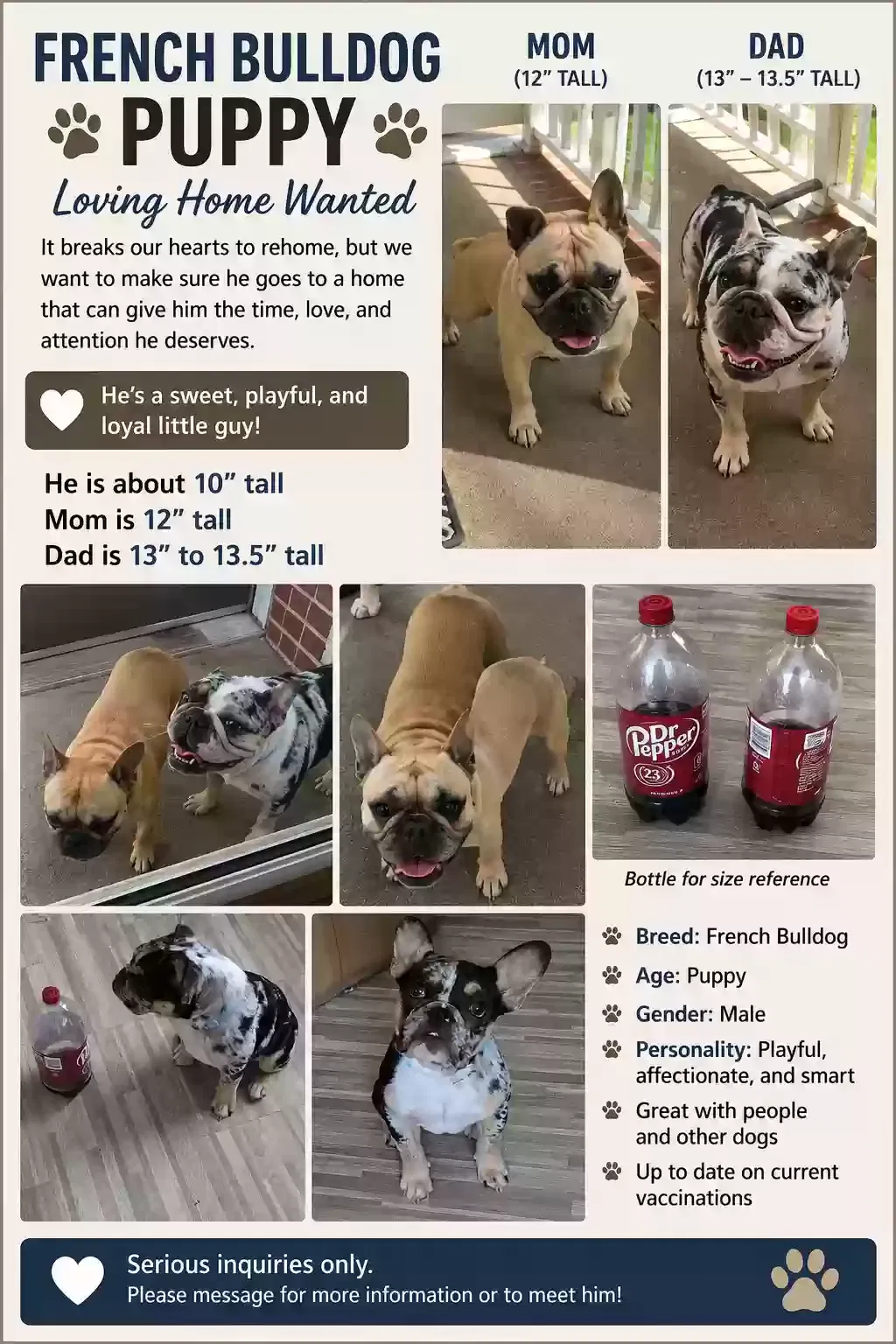 Dog, Frenchbulldog englishbulldog mix Dog for adoption in Lexington, NC, 27295