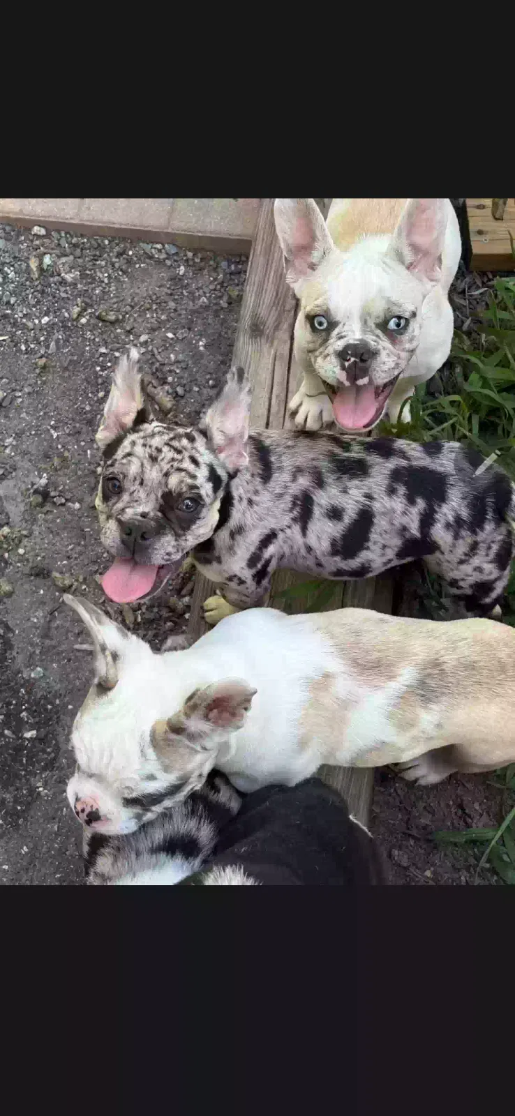 Little man, English/French bulldog mix Dog for adoption in Lexington, NC, 27295