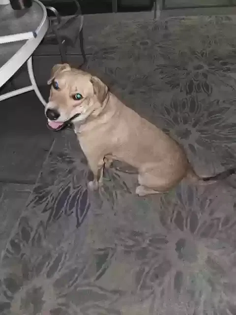 Cookie, Unknown Dog for adoption in Fairfield, CA, 94534