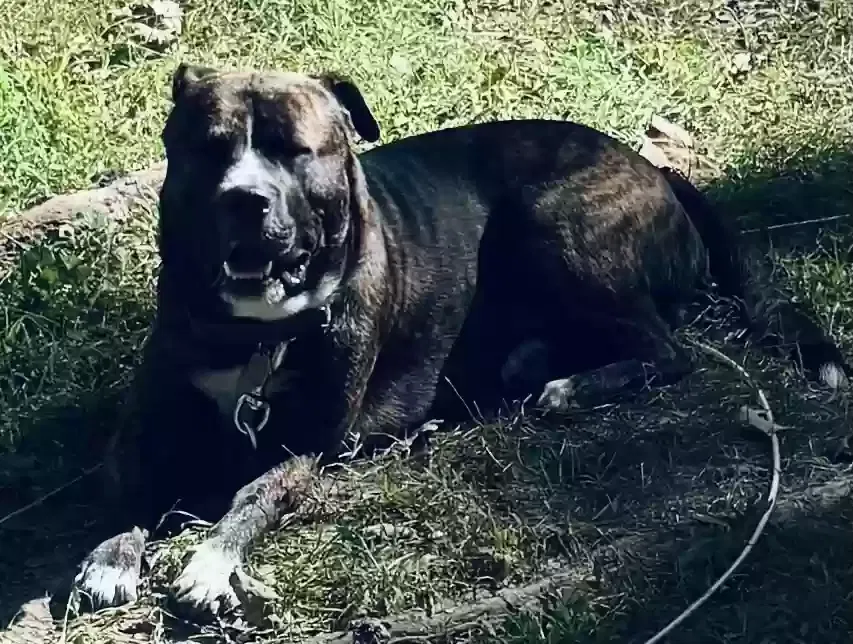 Buddy, Great Pyrenees & PitBull mix Dog for adoption in Hannibal, MO, 63401