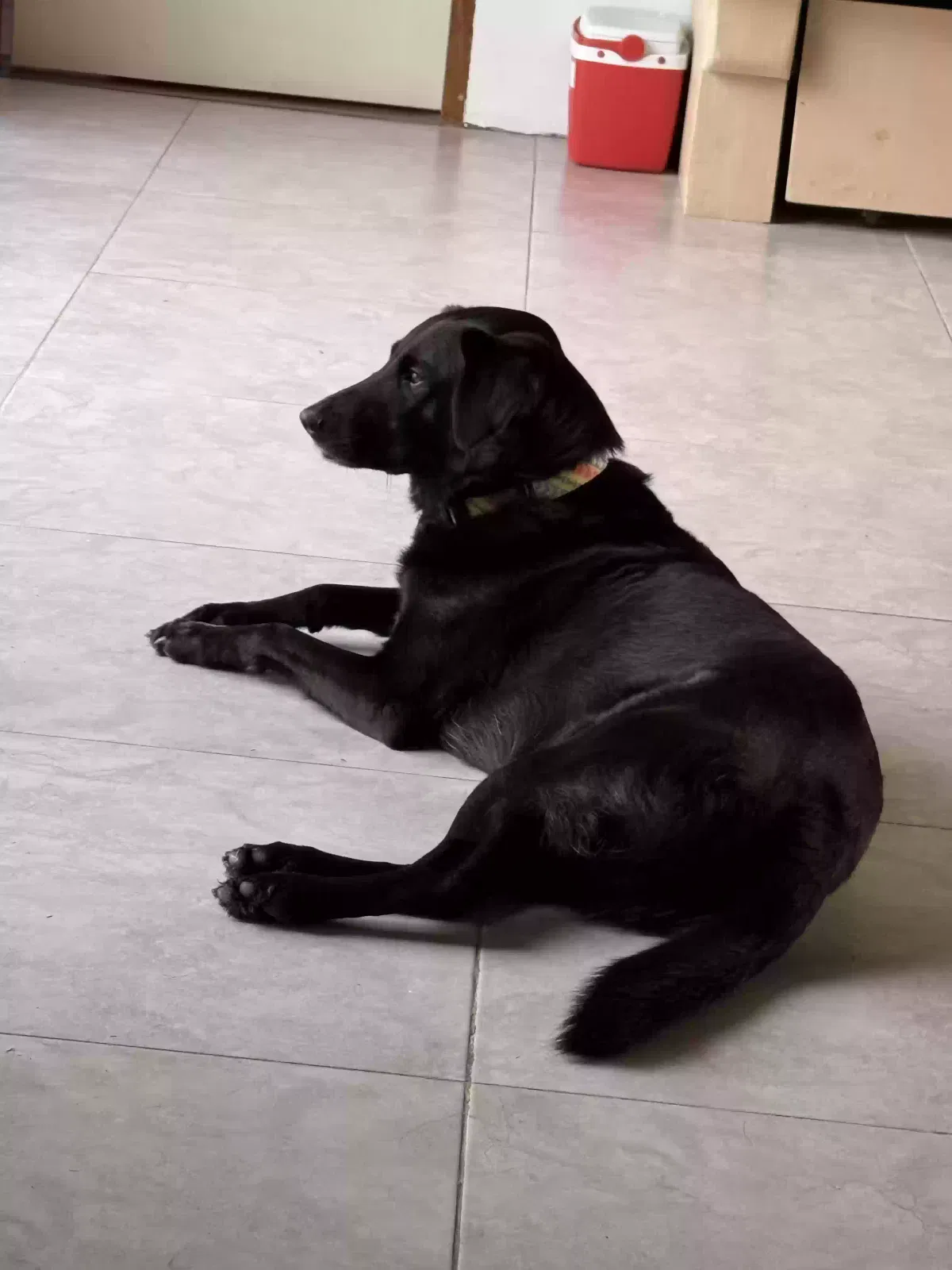Dog, black lab mix Dog for adoption in Bedford, TX, 76021